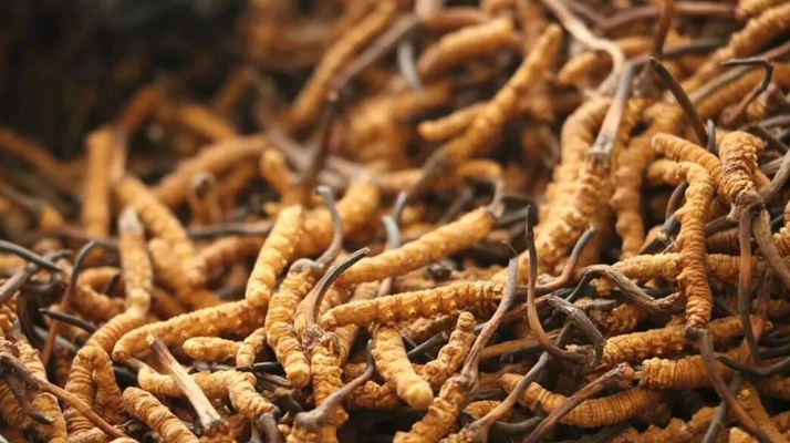 柞木運動體育地板規格