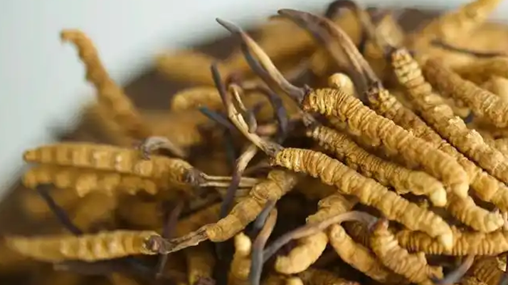 廣東專用實木運動地板價格及圖片