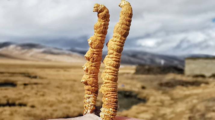 太原企口體育木地板廠家電話