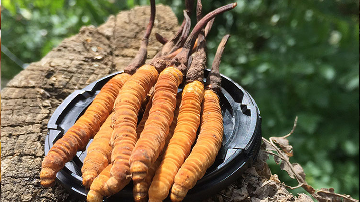 廣西體育木地板什么品牌好